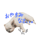Momotaro is my  dog .Ⅲ（個別スタンプ：3）