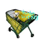 Momotaro is my  dog .Ⅲ（個別スタンプ：4）