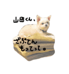 Momotaro is my  dog .Ⅲ（個別スタンプ：5）