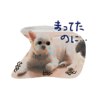Momotaro is my  dog .Ⅲ（個別スタンプ：6）