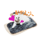 Momotaro is my  dog .Ⅲ（個別スタンプ：7）