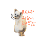 Momotaro is my  dog .Ⅲ（個別スタンプ：9）