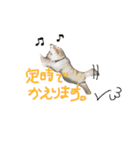 Momotaro is my  dog .Ⅲ（個別スタンプ：10）