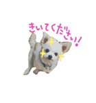 Momotaro is my  dog .Ⅲ（個別スタンプ：11）