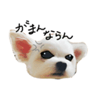 Momotaro is my  dog .Ⅲ（個別スタンプ：12）