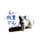 Momotaro is my  dog .Ⅲ（個別スタンプ：14）