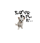 Momotaro is my  dog .Ⅲ（個別スタンプ：15）
