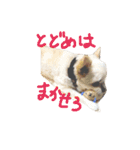 Momotaro is my  dog .Ⅲ（個別スタンプ：16）