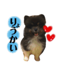 色々ペット（個別スタンプ：2）