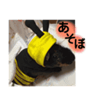色々ペット（個別スタンプ：3）