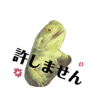 色々ペット（個別スタンプ：5）
