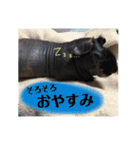 色々ペット（個別スタンプ：6）