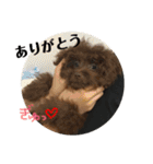 色々ペット（個別スタンプ：13）