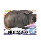色々ペット（個別スタンプ：16）