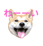 柴犬はっぱの日常（個別スタンプ：1）