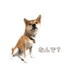 柴犬はっぱの日常（個別スタンプ：3）