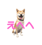 柴犬はっぱの日常（個別スタンプ：4）