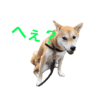柴犬はっぱの日常（個別スタンプ：5）