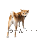柴犬はっぱの日常（個別スタンプ：6）