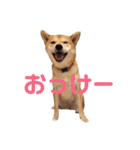 柴犬はっぱの日常（個別スタンプ：8）