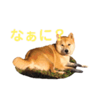 柴犬はっぱの日常（個別スタンプ：9）