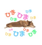 柴犬はっぱの日常（個別スタンプ：10）