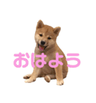 柴犬はっぱの日常（個別スタンプ：11）