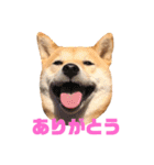 柴犬はっぱの日常（個別スタンプ：13）