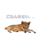 柴犬はっぱの日常（個別スタンプ：14）