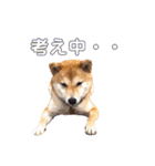 柴犬はっぱの日常（個別スタンプ：15）
