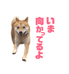 柴犬はっぱの日常（個別スタンプ：16）