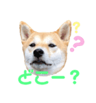 柴犬はっぱの日常（個別スタンプ：17）