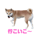 柴犬はっぱの日常（個別スタンプ：18）