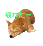 柴犬はっぱの日常（個別スタンプ：19）