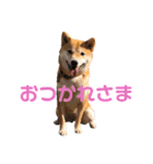 柴犬はっぱの日常（個別スタンプ：20）