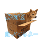 柴犬はっぱの日常（個別スタンプ：21）