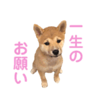 柴犬はっぱの日常（個別スタンプ：22）