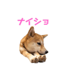 柴犬はっぱの日常（個別スタンプ：23）