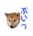 柴犬はっぱの日常（個別スタンプ：24）