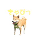 柴犬はっぱの日常（個別スタンプ：25）