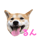 柴犬はっぱの日常（個別スタンプ：26）