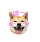 柴犬はっぱの日常（個別スタンプ：27）