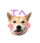 柴犬はっぱの日常（個別スタンプ：28）