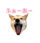 柴犬はっぱの日常（個別スタンプ：29）