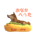 柴犬はっぱの日常（個別スタンプ：30）