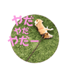 柴犬はっぱの日常（個別スタンプ：31）
