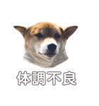 柴犬はっぱの日常（個別スタンプ：32）