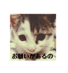 ★いちご日記★ベビー期含む（個別スタンプ：3）