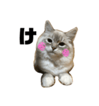ふわもこの日常（個別スタンプ：3）