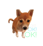 HARUKU☆（個別スタンプ：10）
